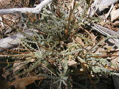 Chaenactis santolinoides