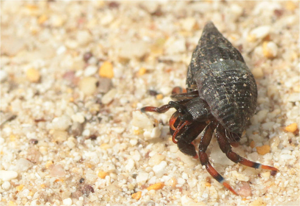 Calcinus explorator