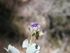 Penstemon caesius