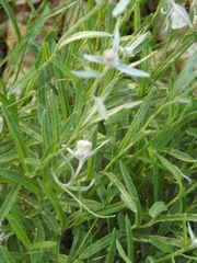 Leontopodium leontopodioides