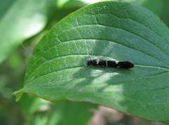 Leptocerus interruptus