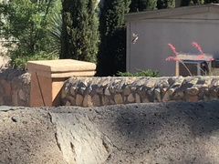 Toxostoma curvirostre