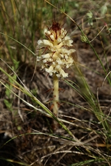 Orobanche amethystea amethystea