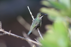 Heliomaster squamosus