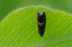 Grapholita interstinctana