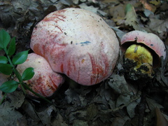 Rubroboletus lupinus