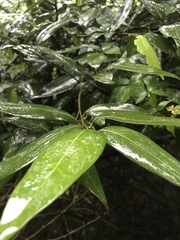 Nectandra