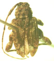 Leptostylus