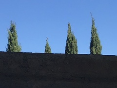 Toxostoma curvirostre