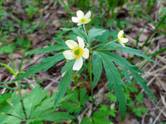 Anemonoides uralensis