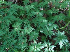 Anemonoides uralensis