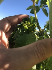 Vitis acerifolia