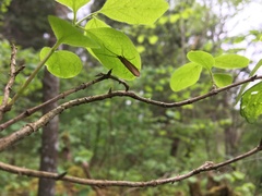 Goeridae