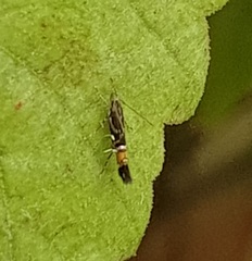Cosmopterix zieglerella