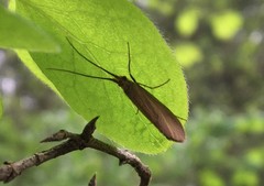 Goeridae