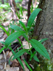 Cerastium pauciflorum