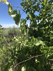 Vitis acerifolia