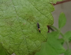 Cosmopterix zieglerella