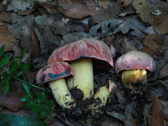 Rubroboletus lupinus