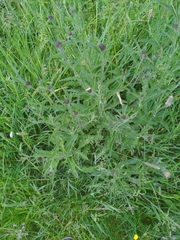 Centaurea nigra