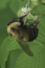 Cullumanobombus