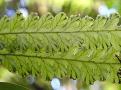 Trichomanes polypodioides