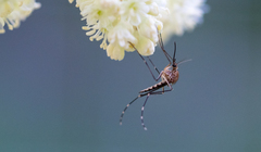 Aedes canadensis