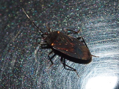 Neolethaeus assamensis