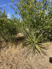 Yucca schidigera
