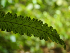 Trichomanes polypodioides