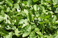 Echinodorus cordifolius