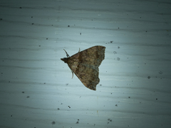 Phalaenophana pyramusalis