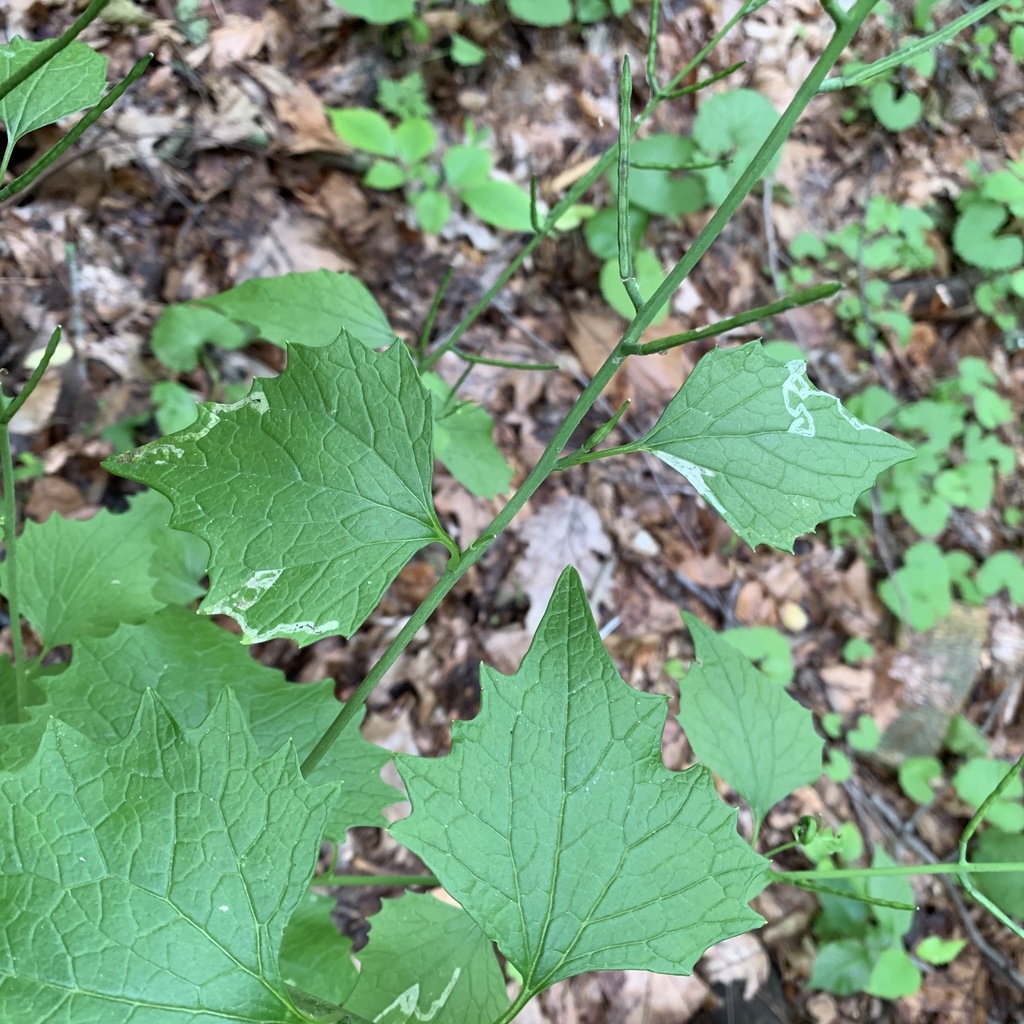 Cabbage leafminer