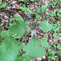 Cabbage leafminer