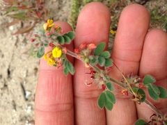 Acmispon heermannii orbicularis