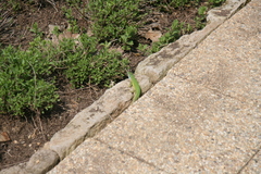 Lacerta viridis
