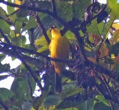 Pachycephala vitiensis