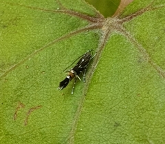 Cosmopterix zieglerella