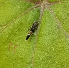 Cosmopterix zieglerella