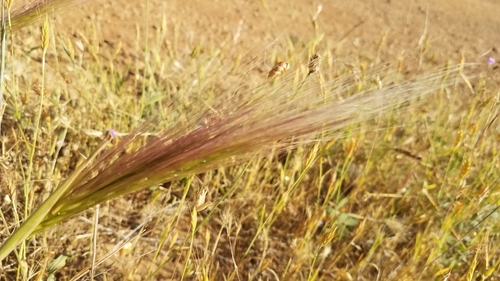 Image of Elymus multisetus by (c) Peter Brastow, some rights reserved (CC BY)