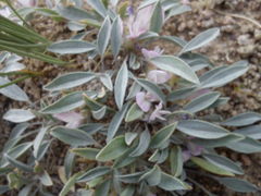 Astragalus vallestris
