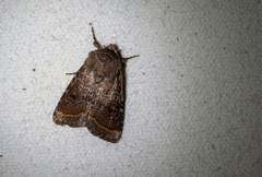 Protorthodes oviduca