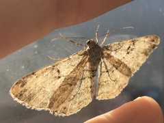 Peribatodes rhomboidaria