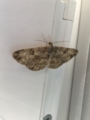 Peribatodes rhomboidaria