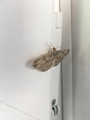 Peribatodes rhomboidaria