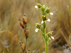 Pterichis leucoptera