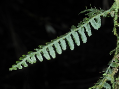 Trichomanes ankersii