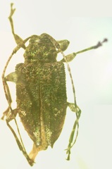 Leptostylus