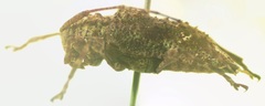 Leptostylus