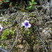 Viola thymifolia - Photo (c) mario_mairal,  זכויות יוצרים חלקיות (CC BY-NC-ND), הועלה על ידי mario_mairal